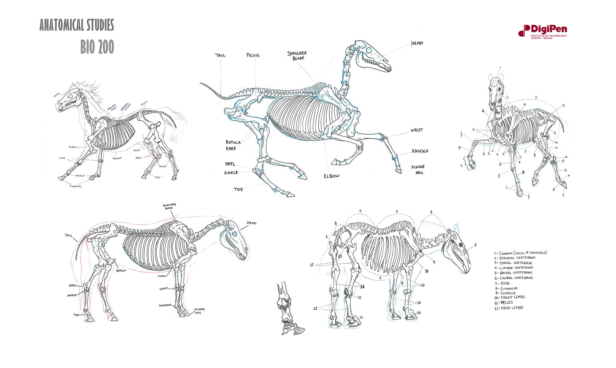 Black-and-white sketches of a horse&#039;s skeletal system both while standing still, and moving at a gallop and trot.
