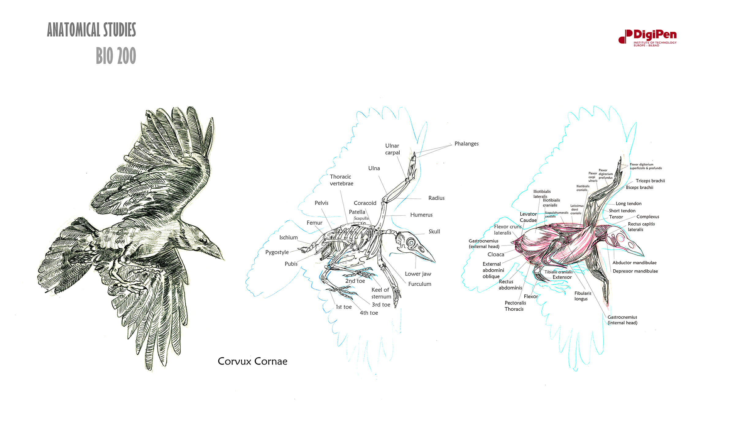 Black-and-white sketches of crow in mid-flight, with cross-sections of its skeletal and muscular systems.