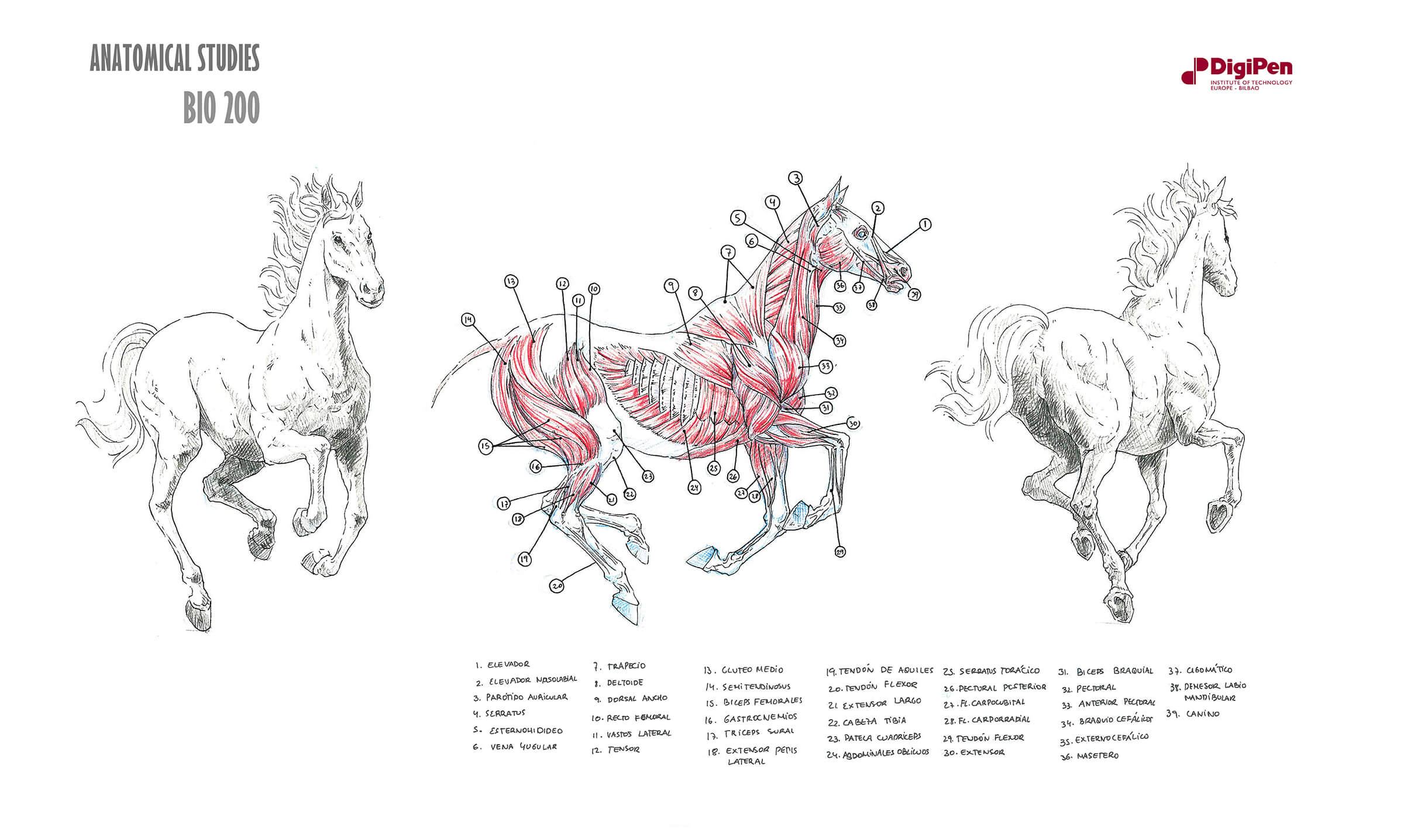 Bocetos anatómicos en blanco, negro y rojo de un caballo galopando y la sección transversal de su sistema muscular.