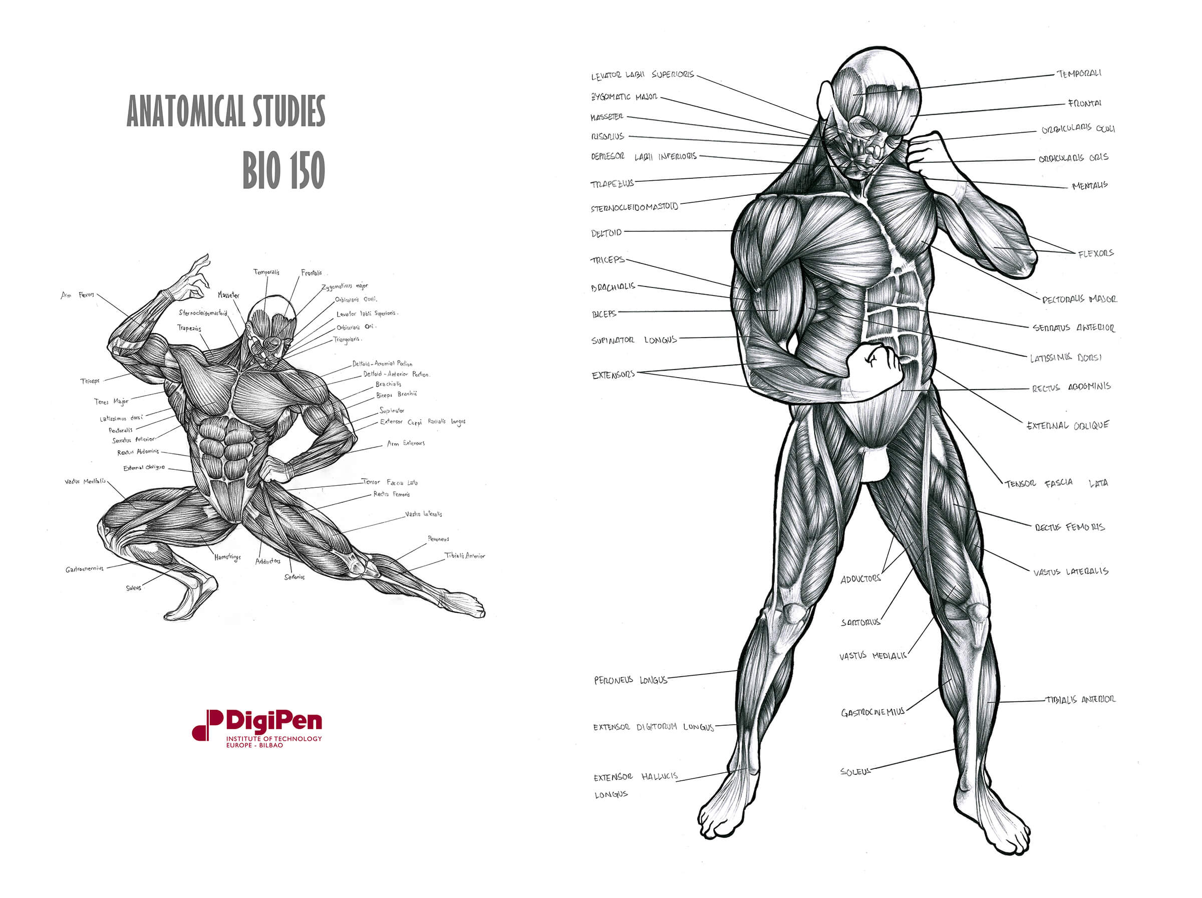 Black-and-white anatomical sketches of the human muscular system, one in a kneeling pose, the other standing.