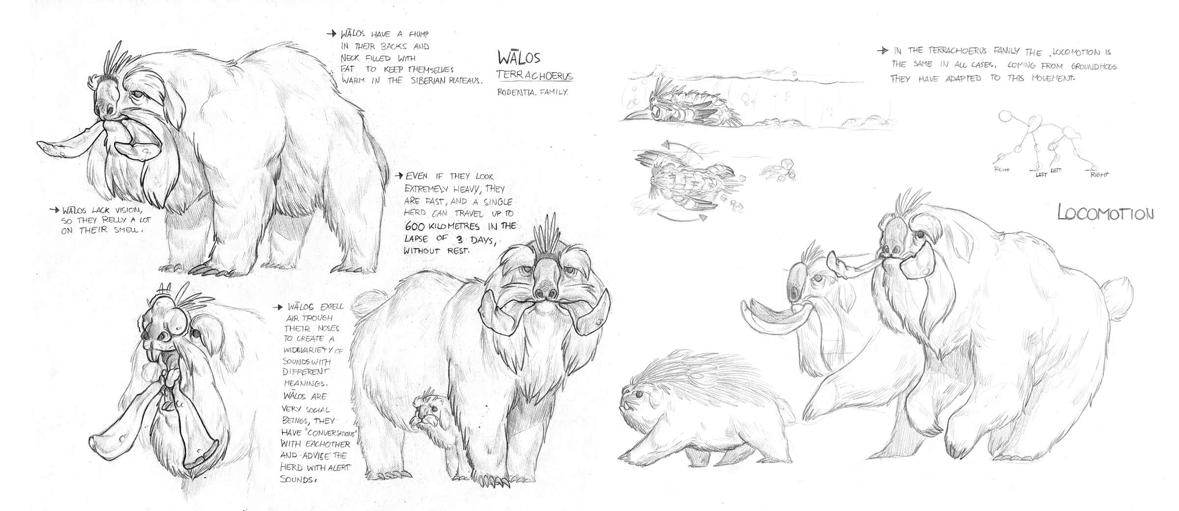 Black-and-white sketches of a fantastical white furry beast with features of a bear, dog, and boar as it stands and runs.