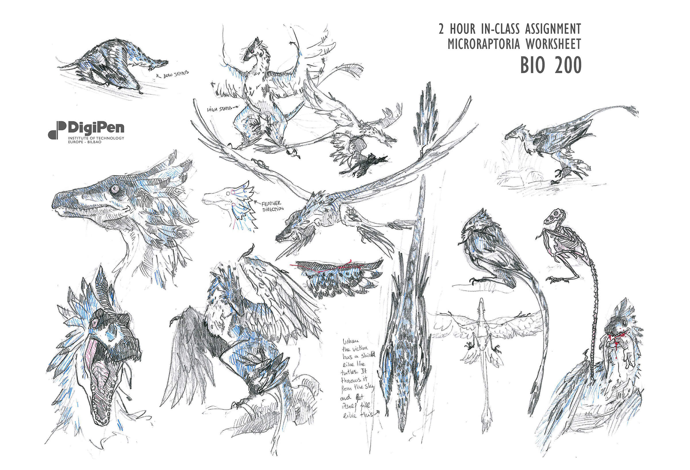 Black-and-white sketches of a feathered prehistoric raptor in poses such as flight, perching, eating, and walking