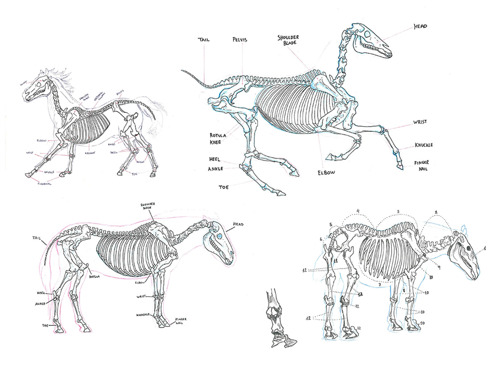 Black-and-white sketches of a horse&#039;s skeletal system both while standing still, and moving at a gallop and trot.