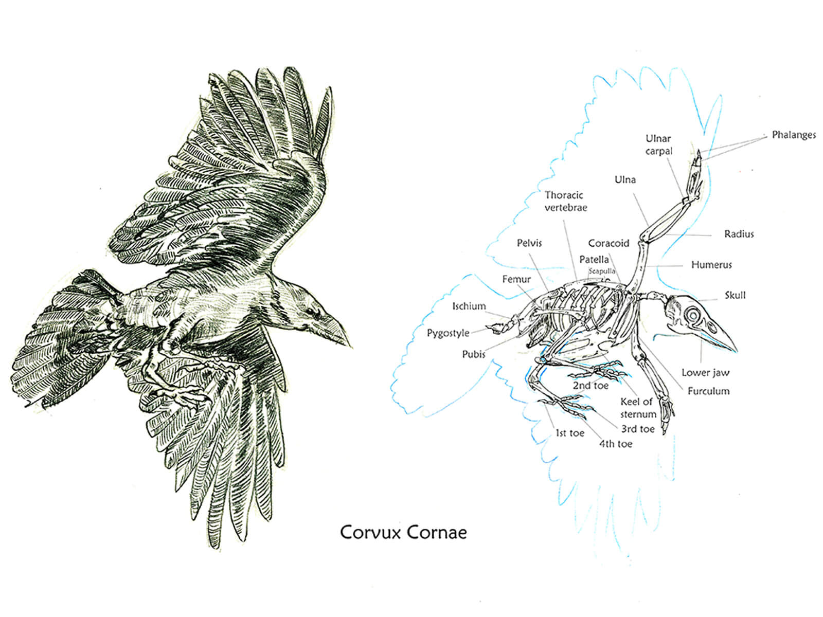 Black-and-white sketches of crow in mid-flight, with cross-sections of its skeletal and muscular systems.