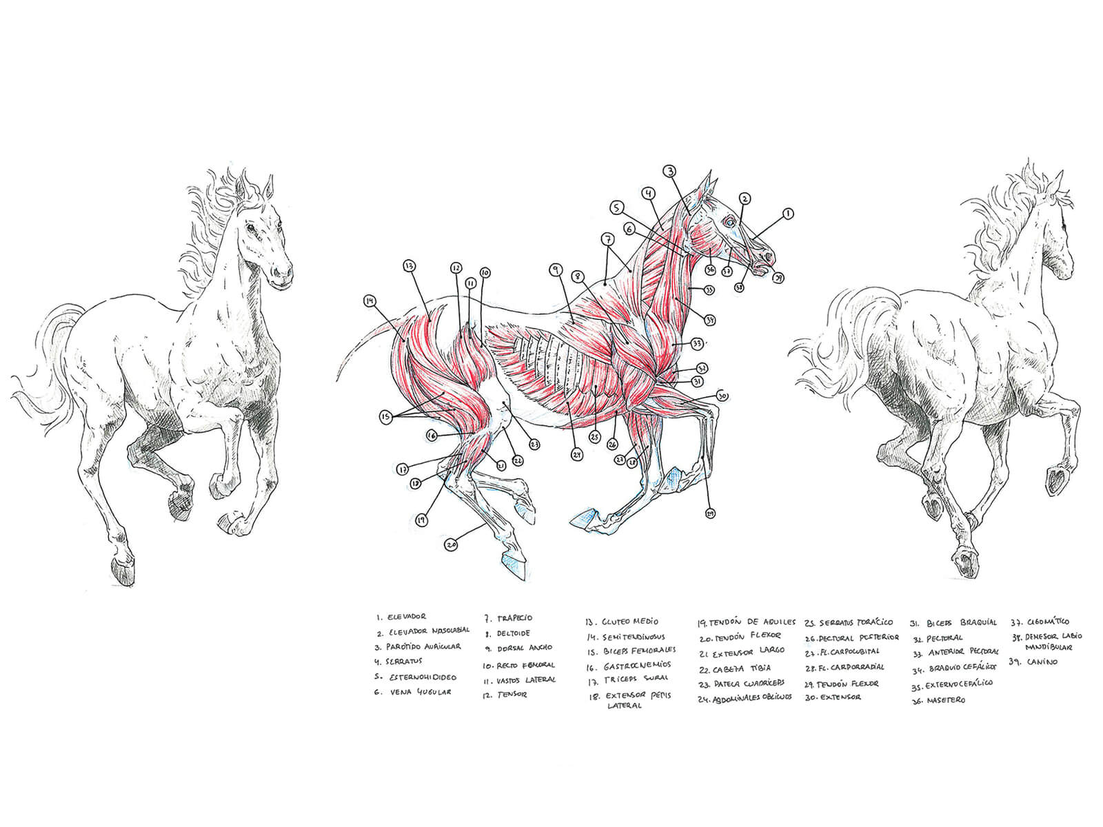 Black-white-and-red anatomical sketches of horse in mid-gallop and cross-section of its muscular system.