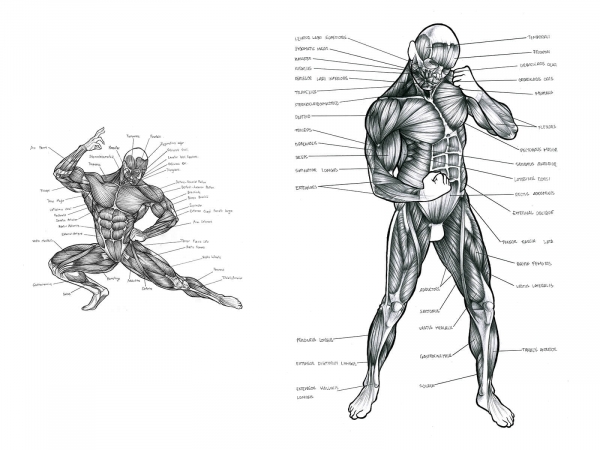 Black-and-white anatomical sketches of the human muscular system, one in a kneeling pose, the other standing.