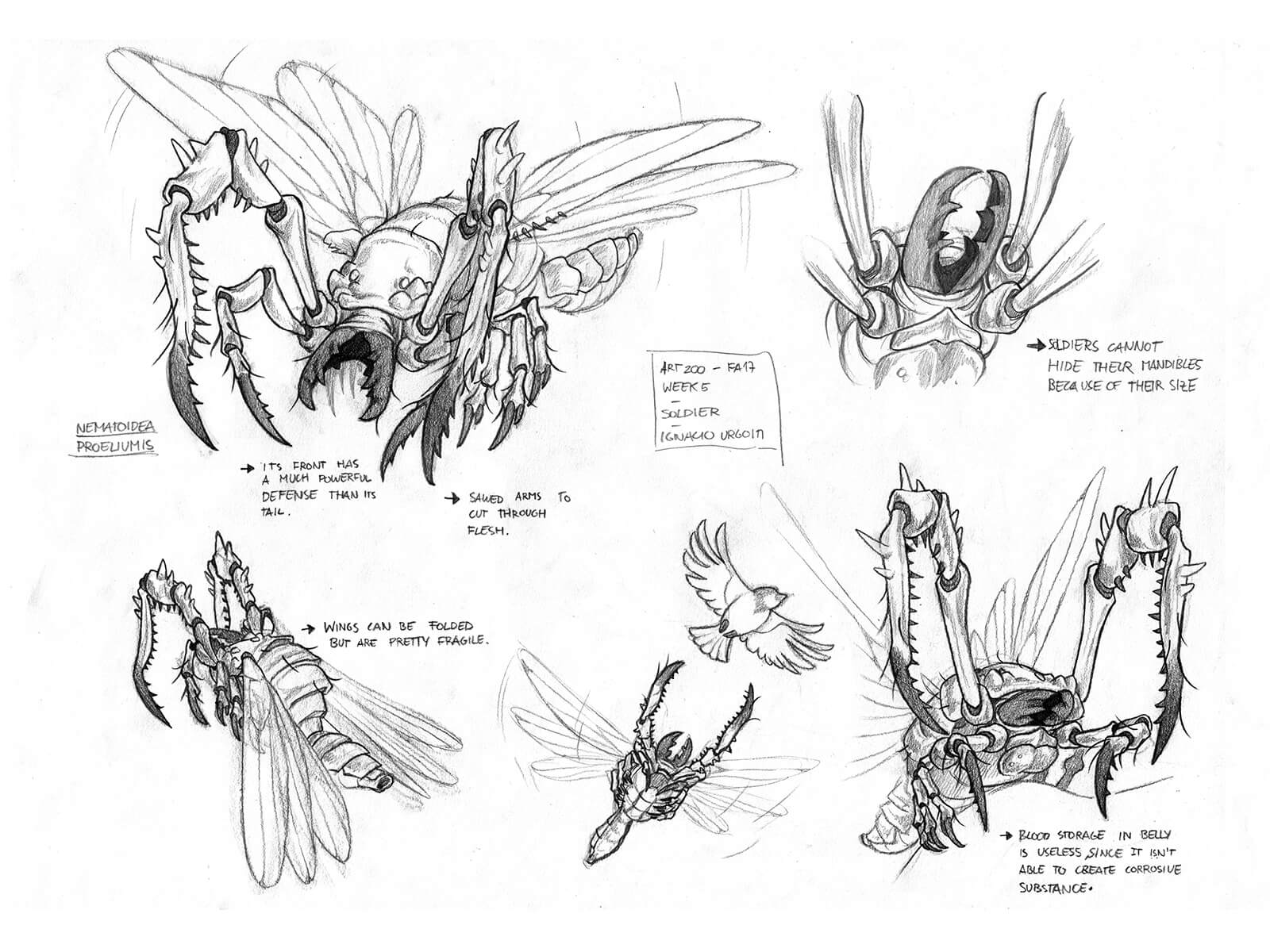 Black-and-white sketches of a fantastical flying insectoid with large pinching jaws, including its life cycle and prey.