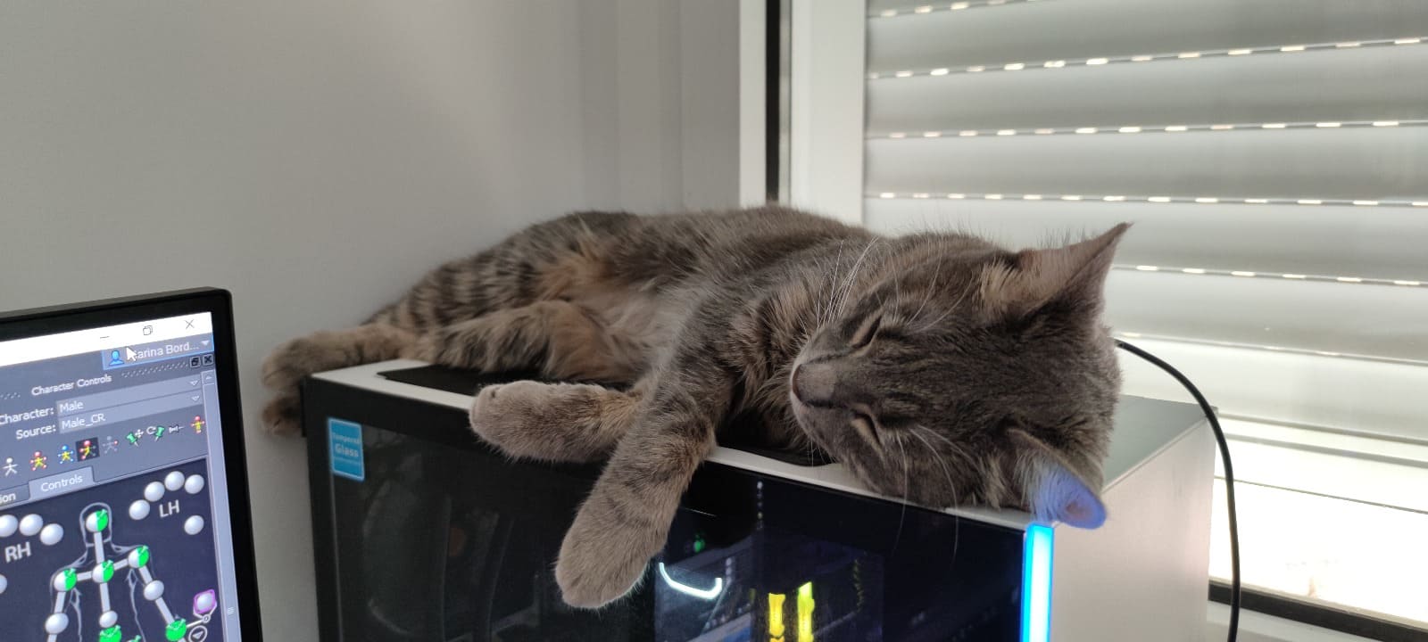 El gato gris de Marina descansa plácidamente encima de una computadora.